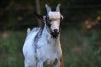 Dwerg bokje, Dieren en Toebehoren, Schapen, Geiten en Varkens, Mannelijk, Geit