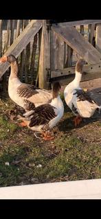 1-2 twentse landgans, Dieren en Toebehoren, Pluimvee, Meerdere dieren, Gans of Zwaan