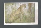 2713 Oude kunstkaart dierentuin Artis poema, Verzamelen, Ansichtkaarten | Dieren, Wild dier, Ongelopen, Verzenden