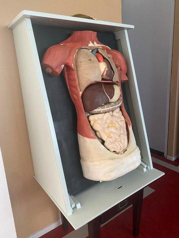 Anatomisch Torso gips (plaaster) circa 1930 beschikbaar voor biedingen