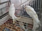 Witte kanaries, Dieren en Toebehoren, Meerdere dieren, Kleurkanarie