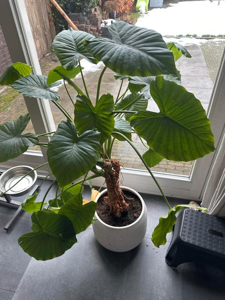 Grote Alocasia (olifantsoor), Huis en Inrichting, Kamerplanten, Overige soorten, Minder dan 100 cm, Groene kamerplant, Halfschaduw