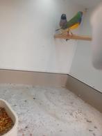 Vogels, Verzenden, Hout, Vogelkooi