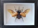 Opgezette neushoornkever (herkomst: Thailand), Verzamelen, Ophalen of Verzenden, Nieuw, Insect, Opgezet dier