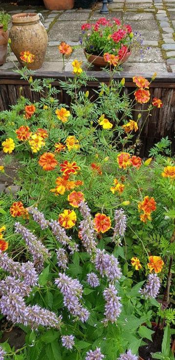 Tagetes Fluweelbloem zaden struikvorm Afrikaantje 40 -50 cm  beschikbaar voor biedingen