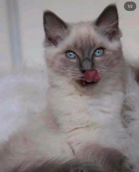 Dekkatter Ragdolls bleu point, Dieren en Toebehoren, Katten en Kittens | Dekkaters