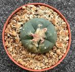 Cactus, Lophophora koehresii, Huis en Inrichting, Kamerplanten, Ophalen of Verzenden, Cactus, Volle zon, Minder dan 100 cm