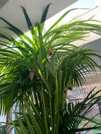 Grote Kentia Palm - 3 meter hoog in stenen pot, Huis en Inrichting, Kamerplanten, Ophalen, 200 cm of meer, Palm, Halfschaduw