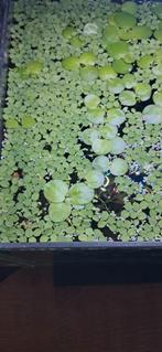 Drijfplanten aquarium, 3 soorten, algbestrijding, Ophalen, Nieuw, Plant(en), Steen of Hout