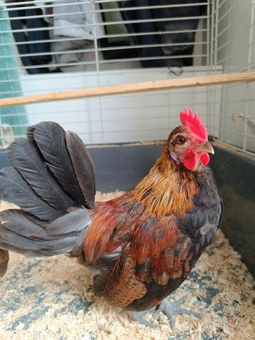 Met spoed goed plekje gezocht!  beschikbaar voor biedingen