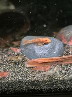 Super red longfin ancistrus, Vis