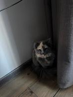 Noorse boskat, Dieren en Toebehoren, Poes, Langharig, 0 tot 2 jaar