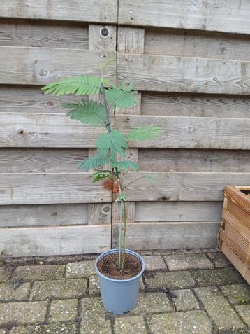 Albizia ( Perzische slaapboom ) beschikbaar voor biedingen