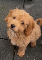 Kruising dwergpoedel en cocker spaniel (cockapoo) pups, Poedel, Rabiës (hondsdolheid), 8 tot 15 weken, Meerdere