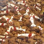 Crystal Red garnalen – SS Grade, Dieren en Toebehoren, Vissen | Aquariumvissen, Kreeft, Krab of Garnaal