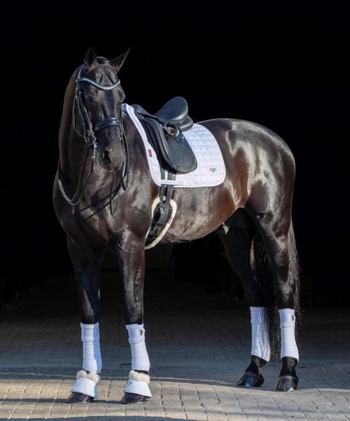 LeMieux Loire Wit dressuur dekje SUMMER SALE!, Dieren en Toebehoren, Paarden en Pony's | Dekens en Dekjes, Nieuw, Dekje, Ophalen of Verzenden