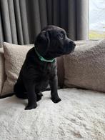 Lieve ❤️ friese stabij x labrador pup, Dieren en Toebehoren, 8 tot 15 weken, CDV (hondenziekte), Eén hond, Nederland