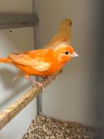 Vele soorten vogels 21 juni geopend van 9 tot 1300 uur, Dieren en Toebehoren, Vogels | Kanaries, Meerdere dieren