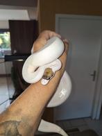 Cinnamon Clown Piebald ball python vrouw, Slang, 0 tot 2 jaar