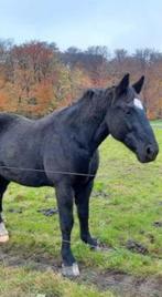 GEZOCHT stalling/wei voor 1 Groninger ruin, Dieren en Toebehoren, Stalling en Weidegang