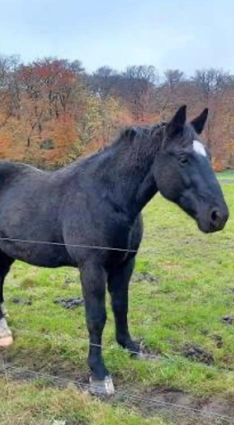 GEZOCHT stalling/wei voor 1 Groninger ruin, Dieren en Toebehoren, Stalling en Weidegang