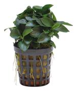 Anubias Nana Bonzai, Dieren en Toebehoren, Nieuw, Plant(en), Steen of Hout, Ophalen of Verzenden