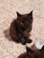 Main Coon kittens met stamboom, Dieren en Toebehoren, Katten en Kittens | Raskatten | Langhaar, Gechipt