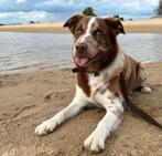 Prachtige Australian Shepherd x BorderCollie/Toller reu 5 jr, Dieren en Toebehoren, Reu, Parvo, Eén hond, Nederland