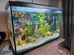 Mooi aquarium (60 lt), Dieren en Toebehoren, Vissen | Aquaria en Toebehoren, Gebruikt, Ophalen