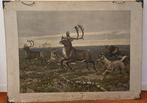 Oude schoolplaat -In de Siberische vlakte MA Koekkoek, Antiek en Kunst, Ophalen, Natuur en Biologie