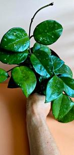 Hoya carnosa 'Speckles' – medium plant, Ophalen of Verzenden, Overige soorten, Minder dan 100 cm