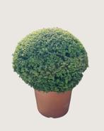 Stijlvolle Taxus bollen – tijdloos groen voor iedere tuin, Ophalen, Taxus, 100 tot 250 cm
