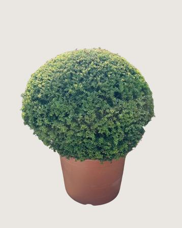  Stijlvolle Taxus bollen – tijdloos groen voor iedere tuin beschikbaar voor biedingen