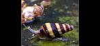 Gevraagd! 5 Helena slakken, Dieren en Toebehoren, Vissen | Aquariumvissen, Slak of Weekdier