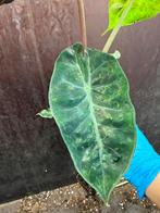 Alocasia Pink Dragon Variegata Knolletjes (5 stuks), Huis en Inrichting, Kamerplanten, Ophalen of Verzenden, Halfschaduw, Minder dan 100 cm