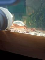 Cpo Orange mexicaanse dwergkreeft groepje van 3, Kreeft, Krab of Garnaal