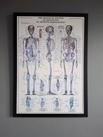 Wandkaart Lichaam - Skelet, Ophalen