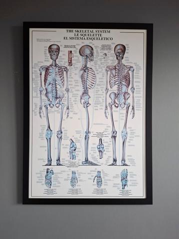 Wandkaart Lichaam - Skelet beschikbaar voor biedingen