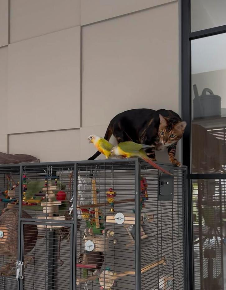 Twee prachtige Pyrrhuras., Dieren en Toebehoren, Vogels | Parkieten en Papegaaien, Papegaai, Meerdere dieren, Tam