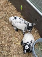 2 bokjes, Dieren en Toebehoren, Schapen, Geiten en Varkens, Mannelijk, Geit, 0 tot 2 jaar
