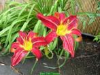 Hemerocallis Sammy Russel eendagsbloem vasteplant, Tuin en Terras, Planten | Tuinplanten, Ophalen of Verzenden, Zomer, Overige soorten