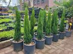 Cupressus sempervirens actie, Ophalen of Verzenden, Overige soorten, Minder dan 100 cm