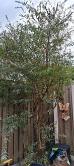 vlinderstruik., Tuin en Terras, Overige soorten, 100 tot 250 cm, Zomer, Ophalen