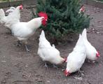 Kuikens Poule de Bresse - zónder medicijnen!, Meerdere dieren, Kip