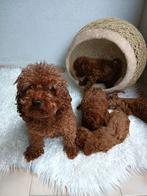 Toy poedel pup, Dieren en Toebehoren, Poedel, Reu, CDV (hondenziekte), 8 tot 15 weken