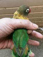 Prachtige agapornis personata dgroen split blauw man en pop, Dieren en Toebehoren, Vogels | Parkieten en Papegaaien, Meerdere dieren