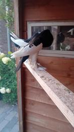 Vedervoetige Eksterkroppers, 3 doffers, Dieren en Toebehoren