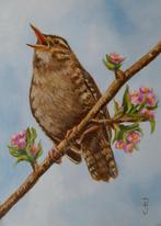 schilderij winterkoninkje 255 - met gratis lijst - olieverf, Minder dan 50 cm, Oorspronkelijke maker, Nieuw, Ophalen of Verzenden