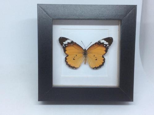 vlinder Danaus Chrisippus, Verzamelen, Dierenverzamelingen, Nieuw, Opgezet dier, Insect, Ophalen of Verzenden