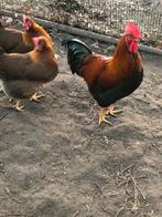 Broedeieren welsumers, Dieren en Toebehoren, Pluimvee, Geslacht onbekend, Kip